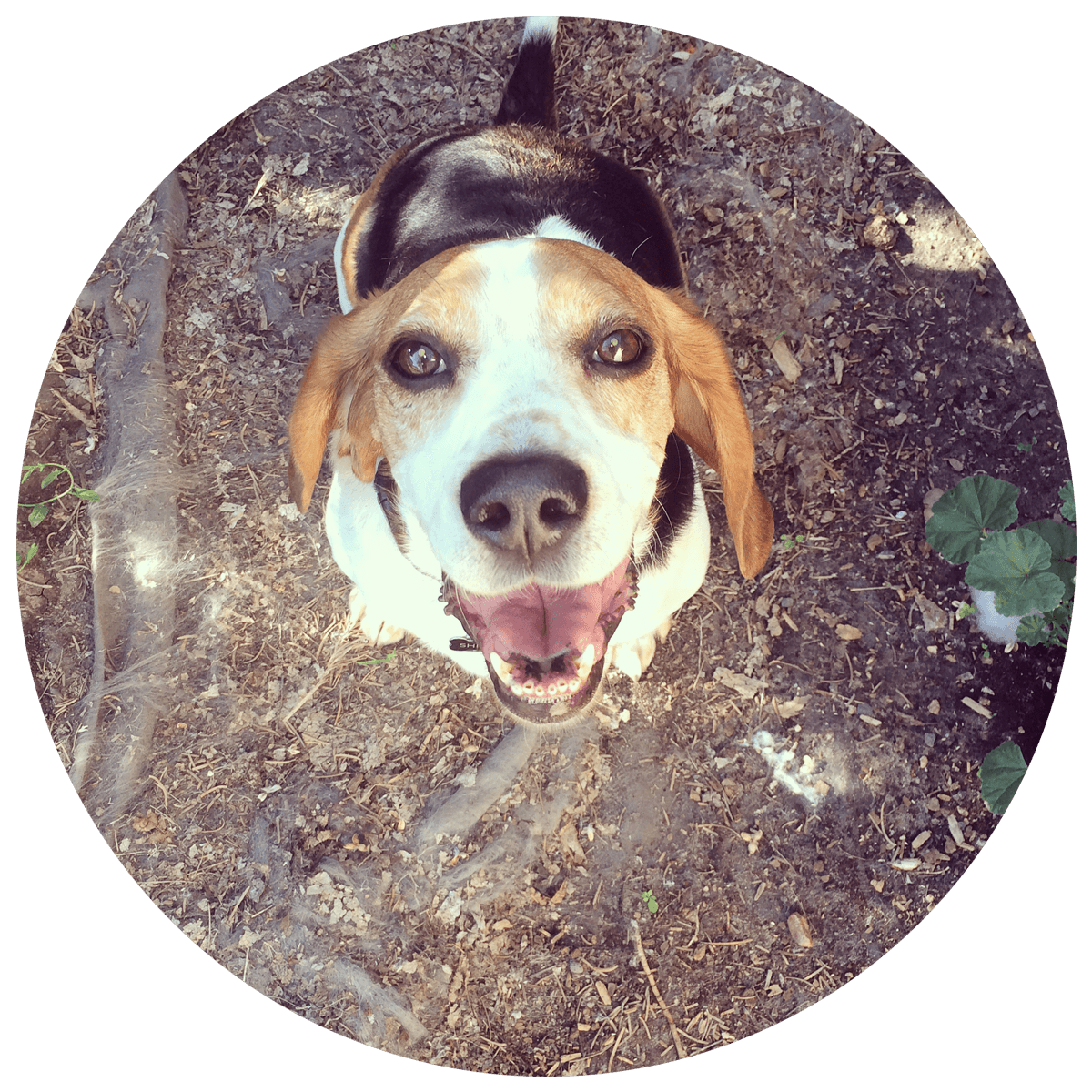 Shiloh – The Beagle/Basset a.k.a. Bagel