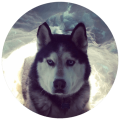 Moses – The Siberian Husky